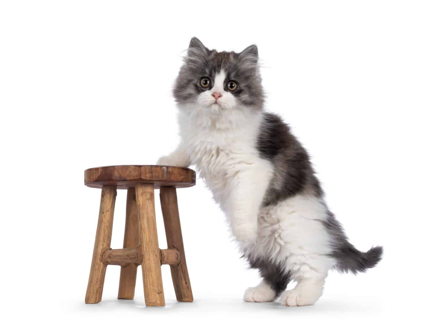 blu molto carino con Cymric dalla coda bianca aka Gattino gatto Manx dai capelli lunghi, in piedi lateralmente con una zampa su un piccolo sgabello di legno.  Guardando dritto nella telecamera.  Isolato su uno sfondo bianco.