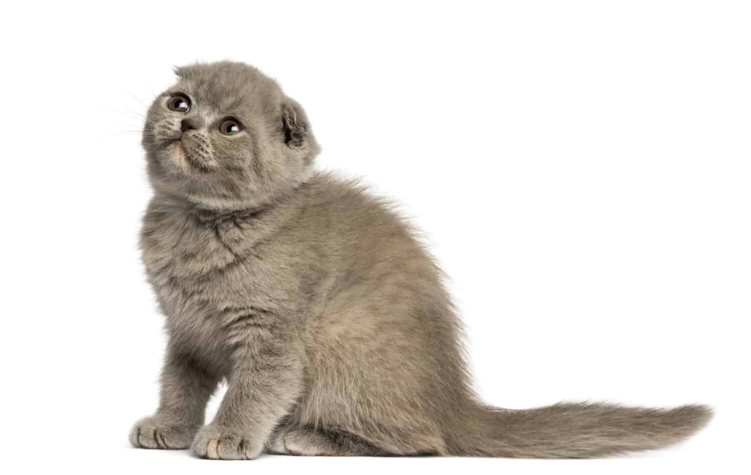 Vista laterale di un giovane gattino Foldex alzando lo sguardo isolato su bianco 
