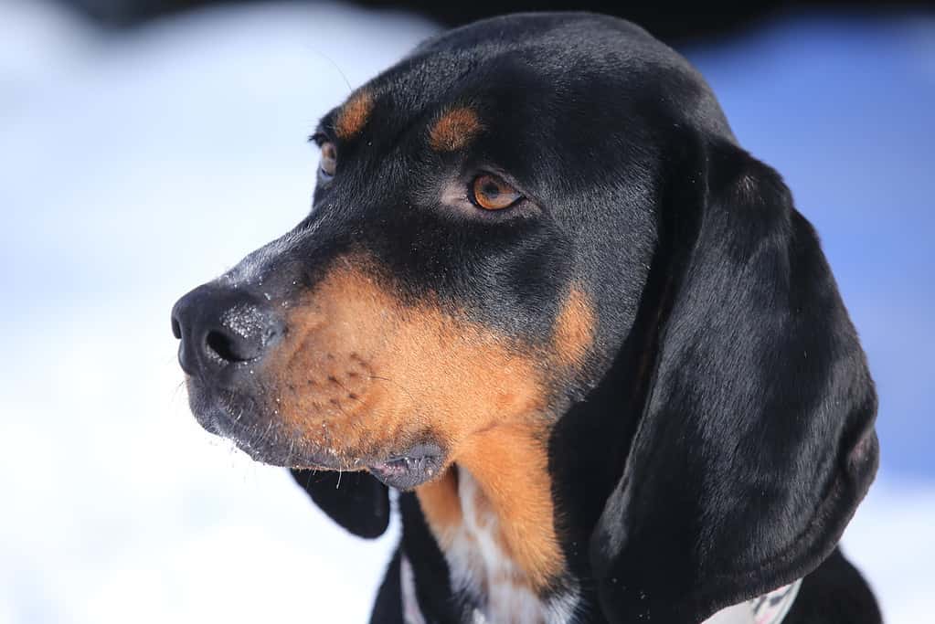 Cane segugio di procione nero focato