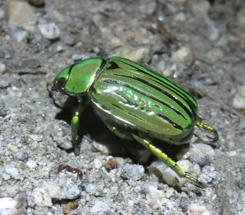 Scarabeo arcobaleno