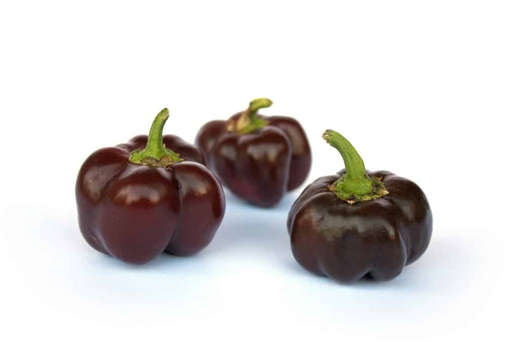Peperoni marroni