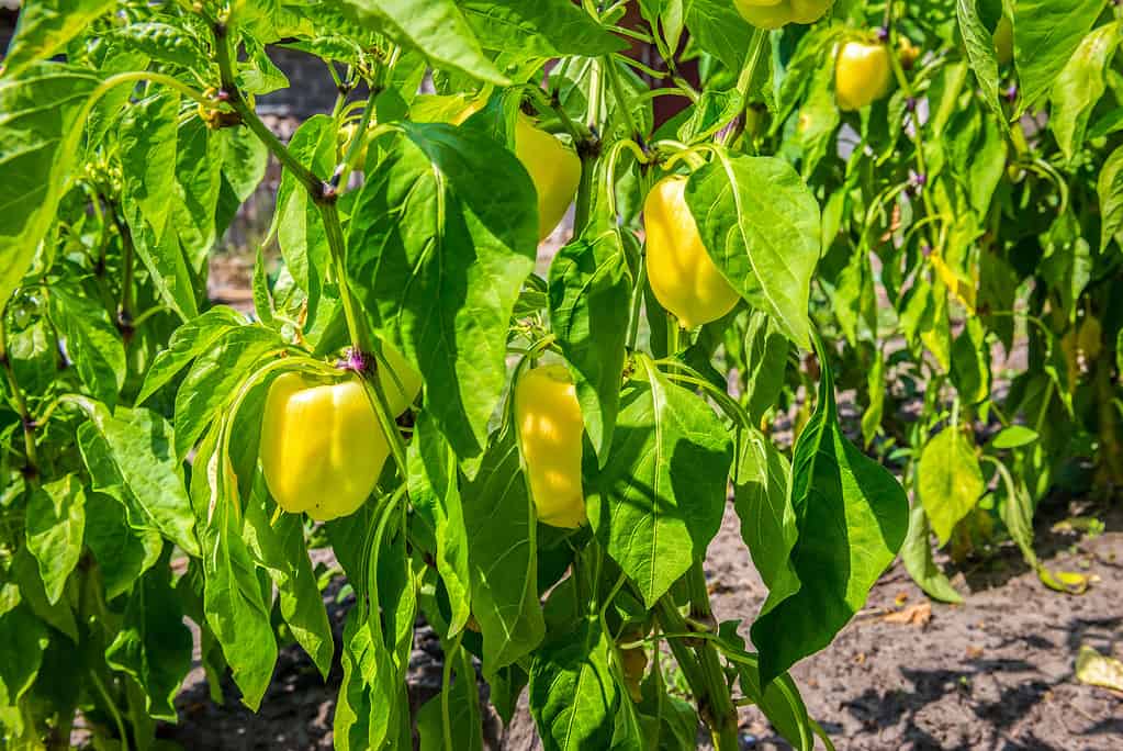 verdure da piantare a maggio