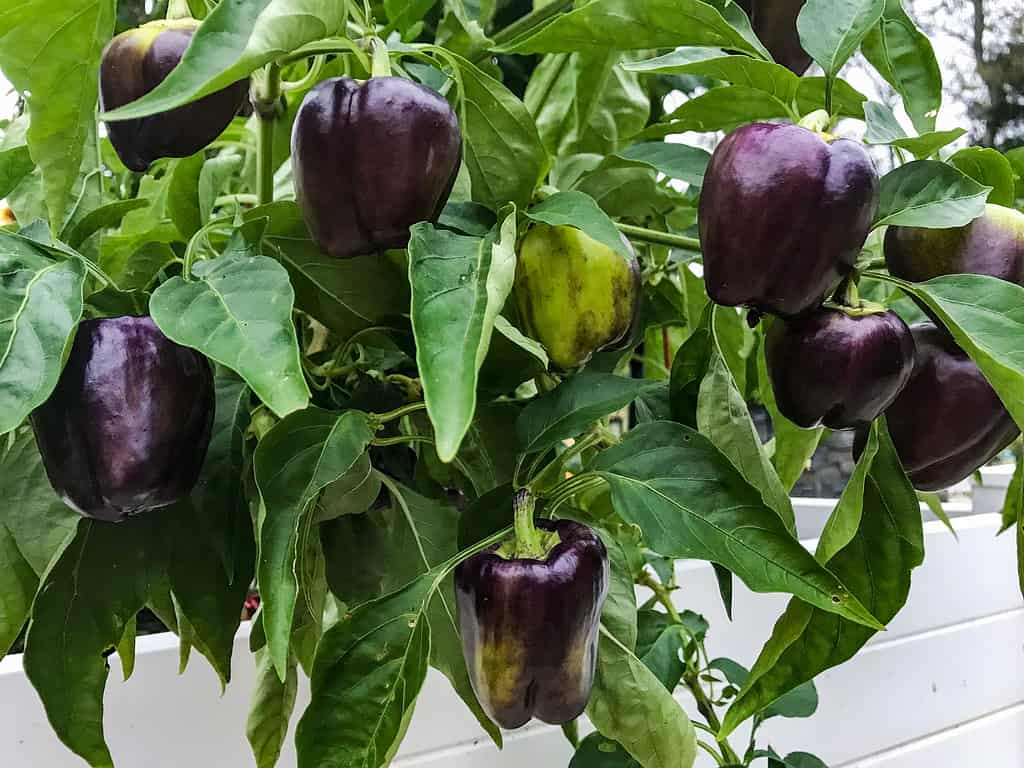 Peperoni viola