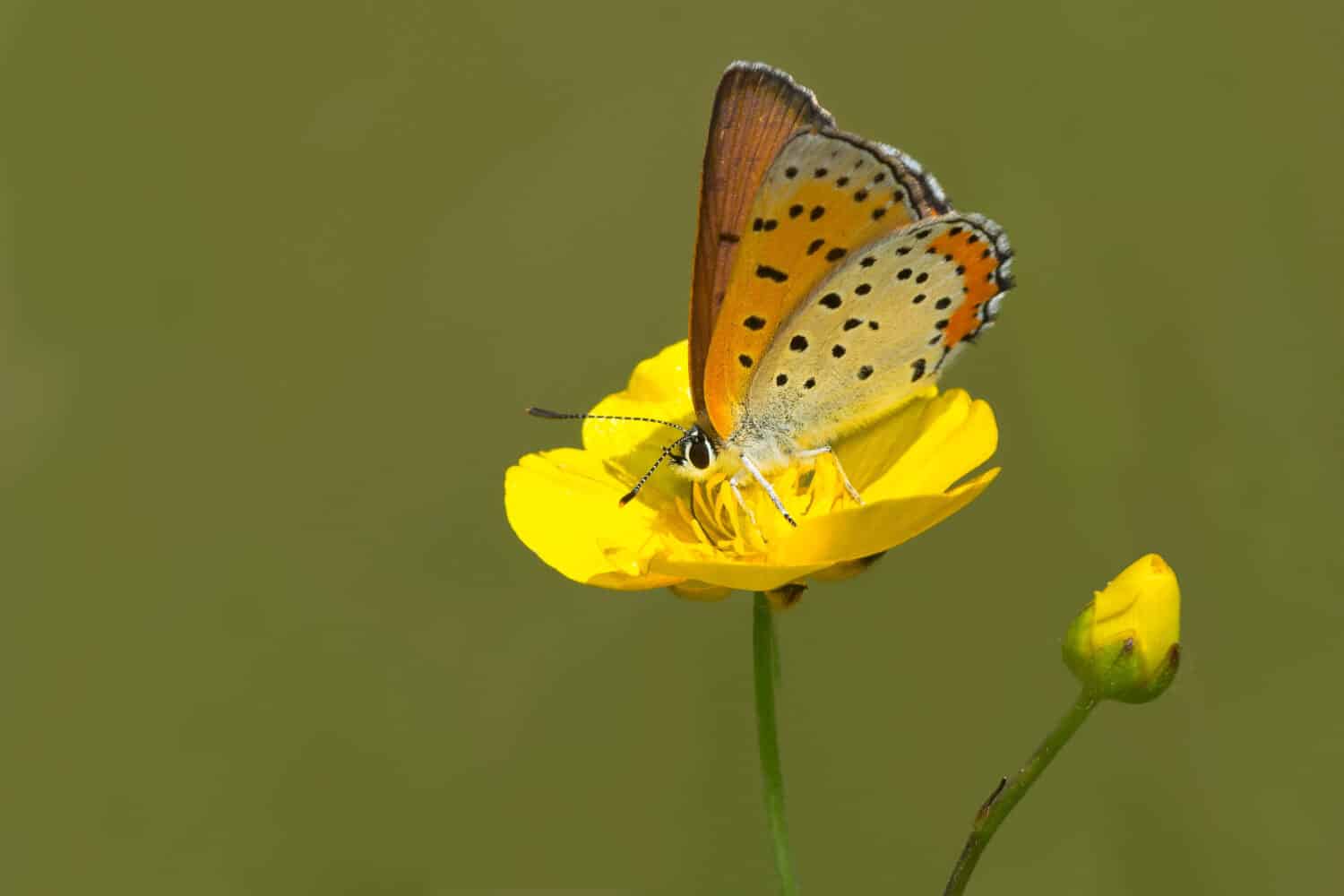 Bronze Copper Butterfly appollaiato su un fiore di ranuncolo raccogliendo nettare.  Parco provinciale di Carden Alvar, Kawartha Lakes, Ontario, Canada.