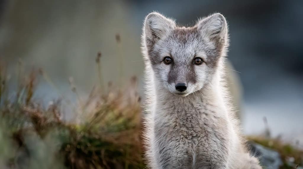 Volpe artica (Vulpes lagopus)