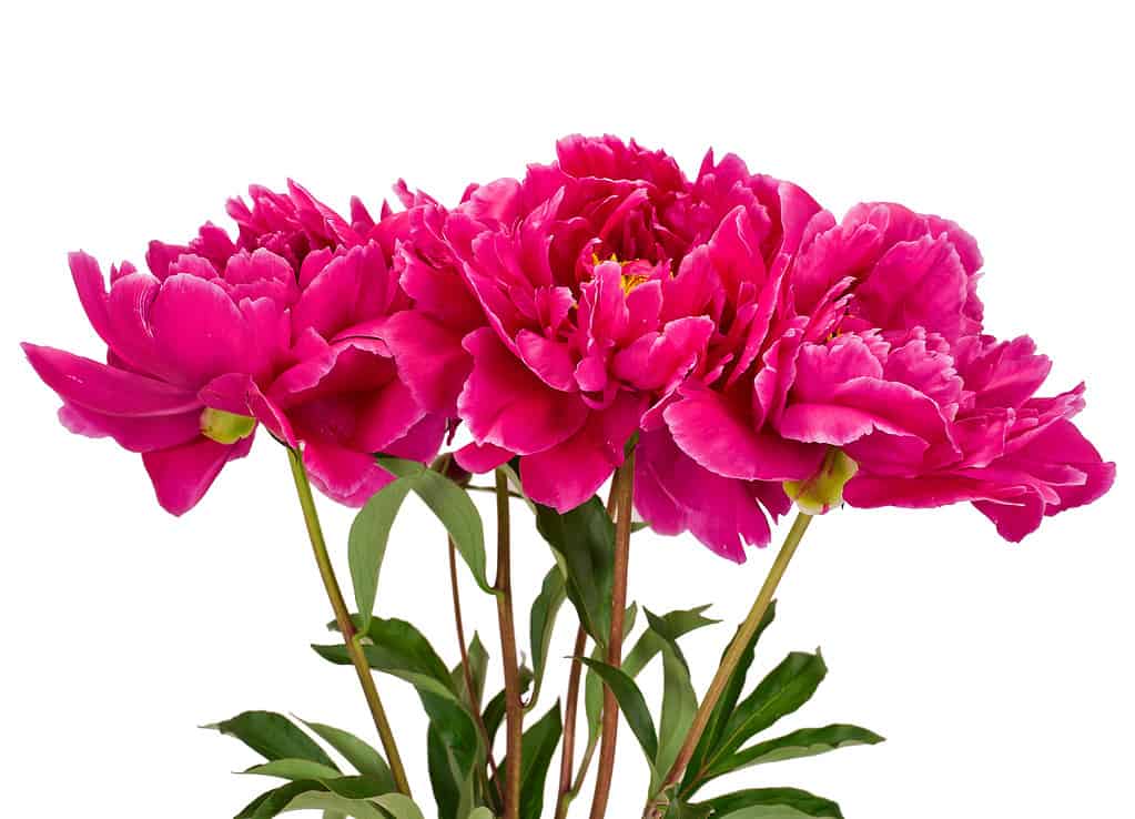 Fiori di peonia rosa (Paeonia lactiflora) isolati su sfondo bianco.