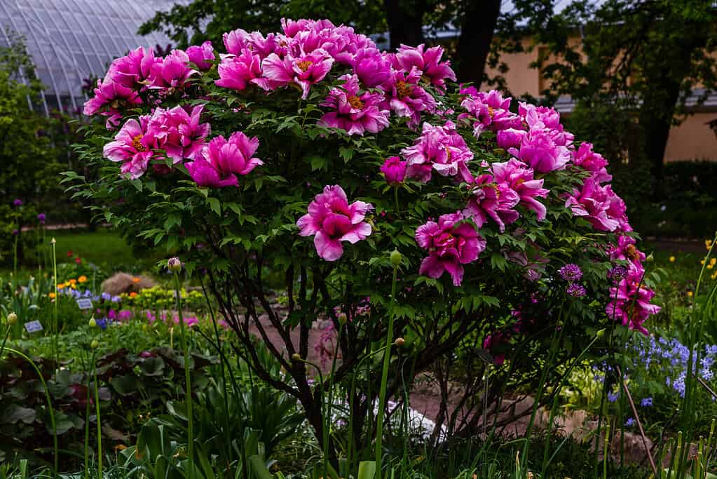 Paeonia x suffruticosa nel giardino primaverile.  Fiore di peonia.  Bellissimi fiori di peonia su uno sfondo naturale.