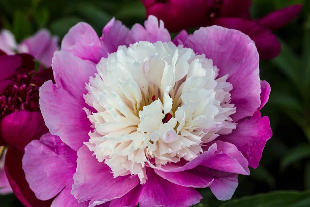 Fiore semi-doppia caramella rosa peonia giapponese Cora Stubbs, paeonia lactiflora in fiore nel giardino estivo su sfondo verde sfocato naturale, primo piano