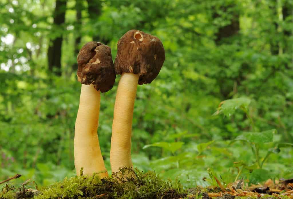 campana spugnola