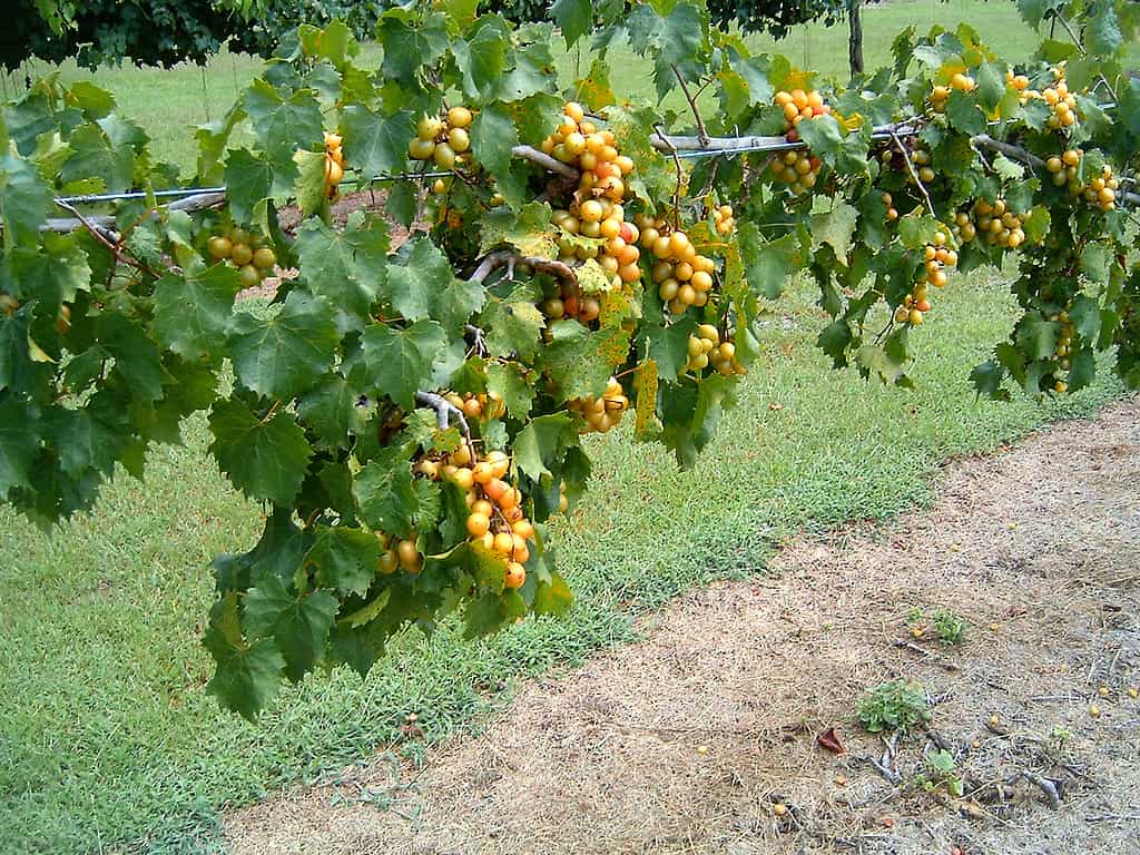 Il frutto di stato della Carolina del Nord è l'uva Scuppernong. Dolce e gustoso fin dalla vigna. Buono per fare marmellate e vino.