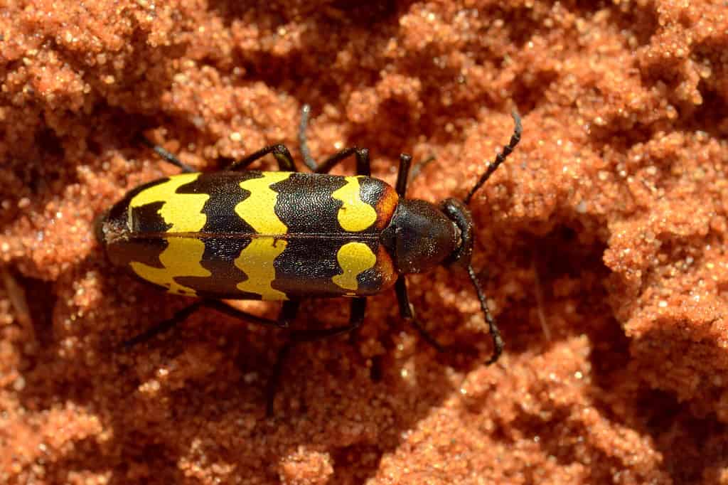 Scarabeo di bolla