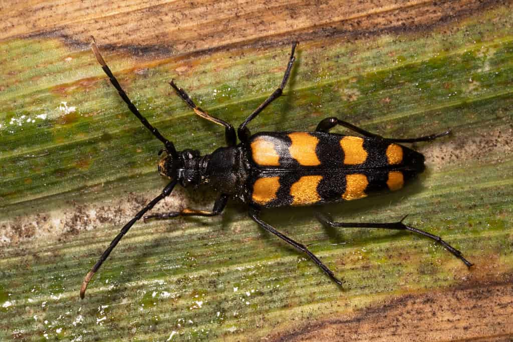 Scarabeo Longhorn a quattro bande