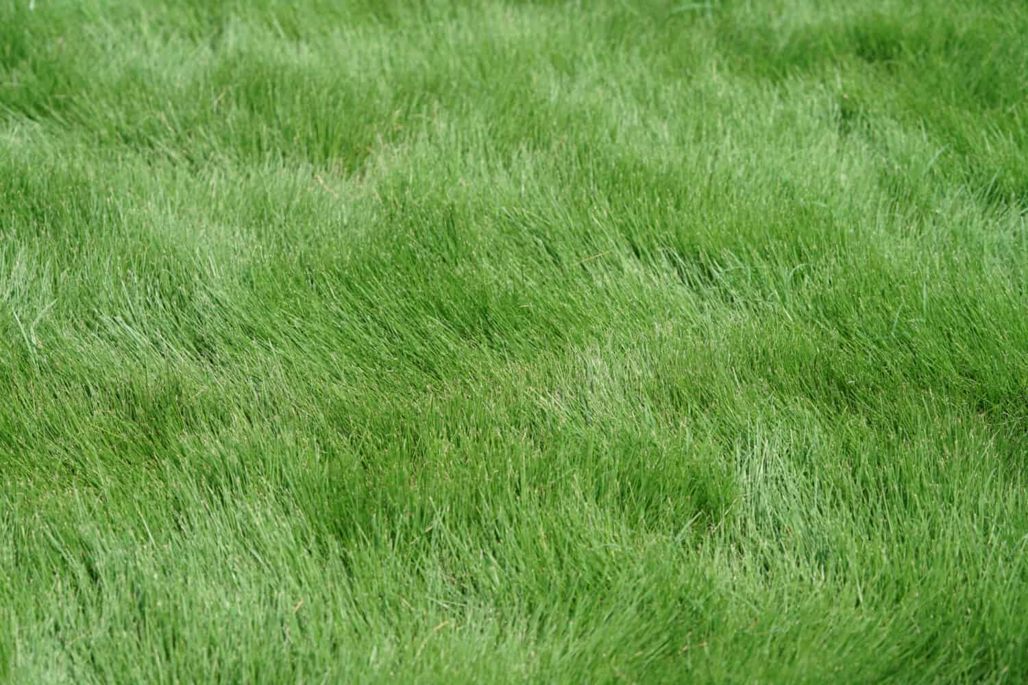 Zeon zoysia erba che cresce nel nord del Texas durante l'estate. 