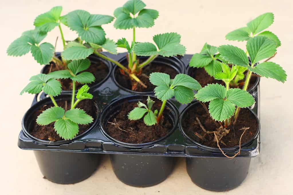 Giovane pianta di fragola da giardino Elsanta (Fragaria) in vaso di plastica pronta per essere trapiantata in giardino