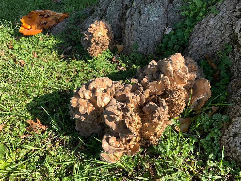 Fungo maitake, gallina dei boschi