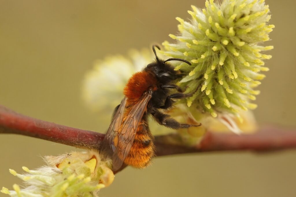 Primo piano su un'ape mineraria Tawny femmina rossa colorata, Andrena fulva su Goat willow, Salix caprea nel campo.  L'ape è quasi verticale nella cornice centrale.  L'ape ha una testa nera e un torace e un addome pelosi e arancioni.  Sta settoriando su un fiore bianco a forma di cono.
