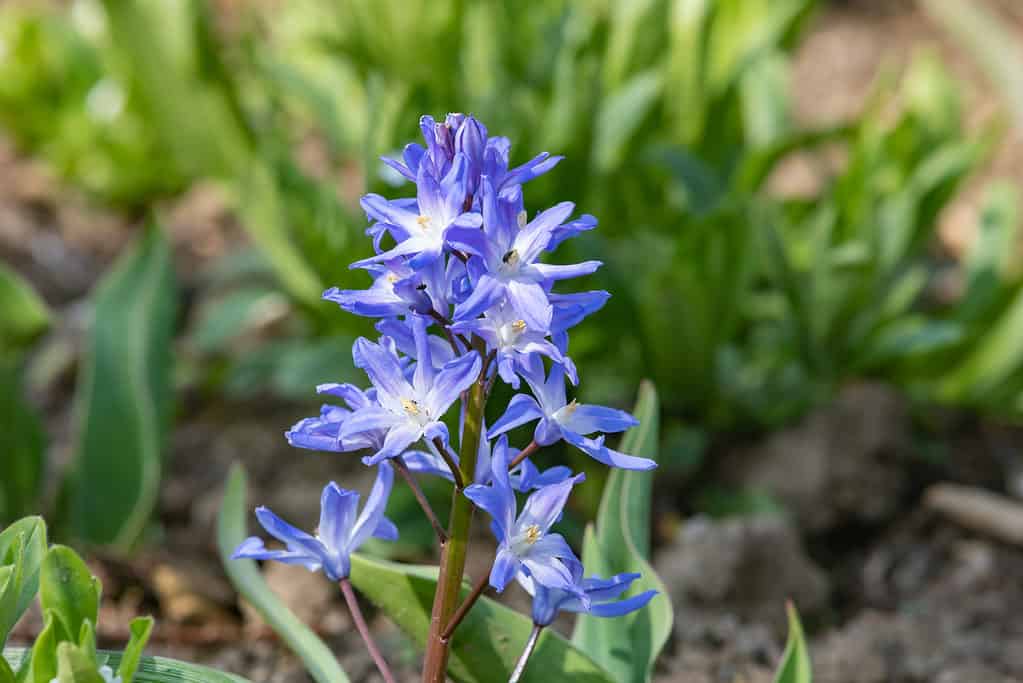 Gloria-della-neve (Scilla forbesii)