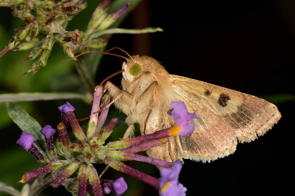 Tignola del mais (Helicoverpa zea)