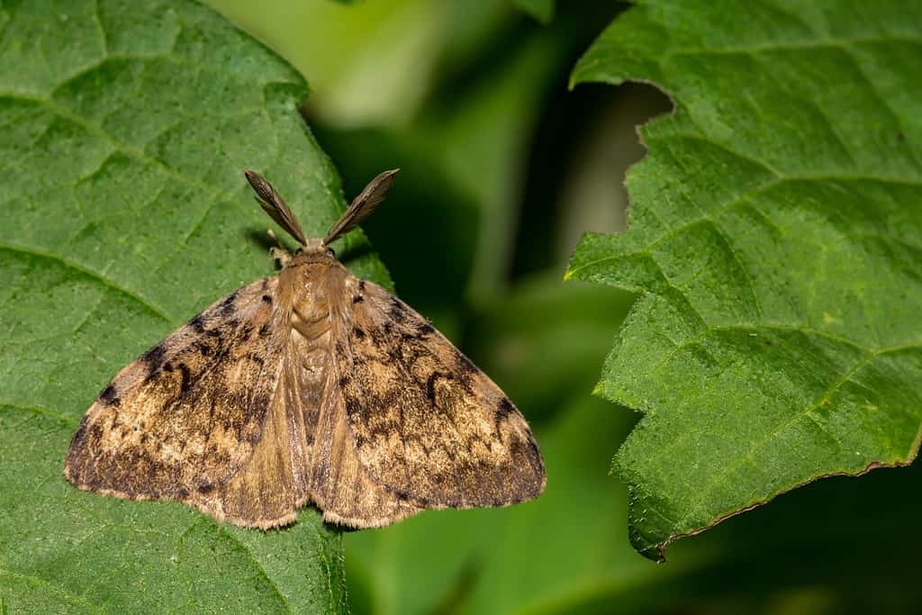 Falena spugnosa - Lymantria dispar dispar