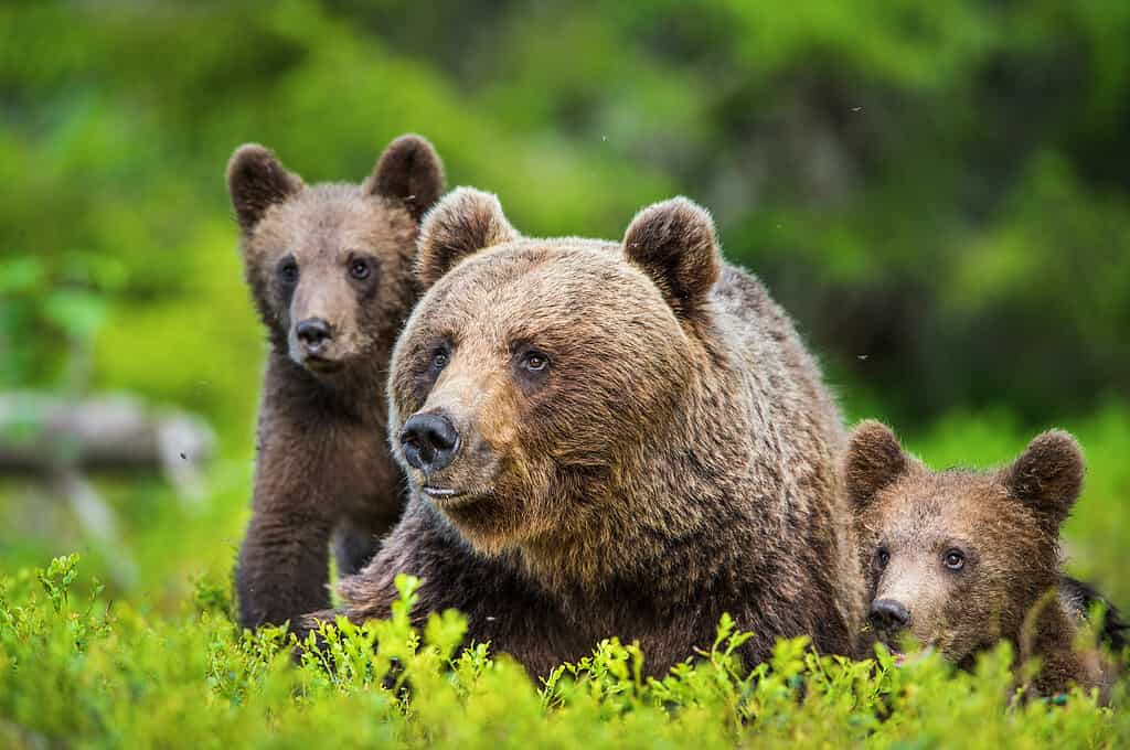 Animale, Soggetti con animali, Fauna selvatica, Animali allo stato brado, Orso