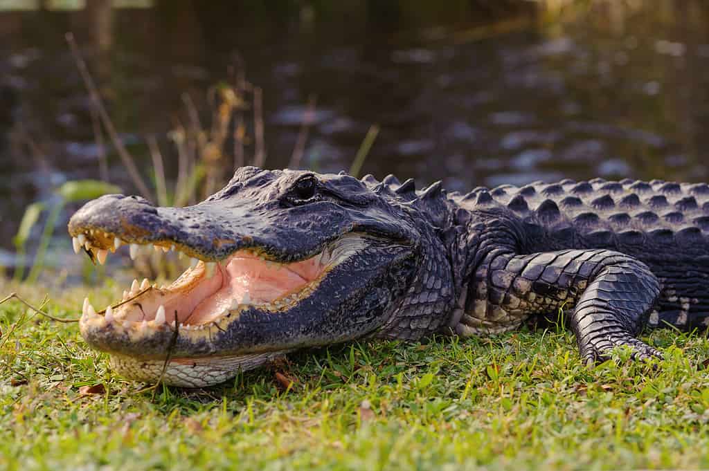alligatore