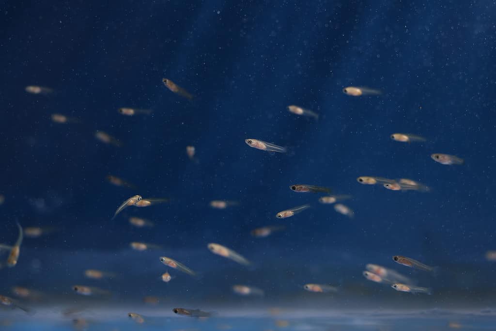 Frittura di guppy
