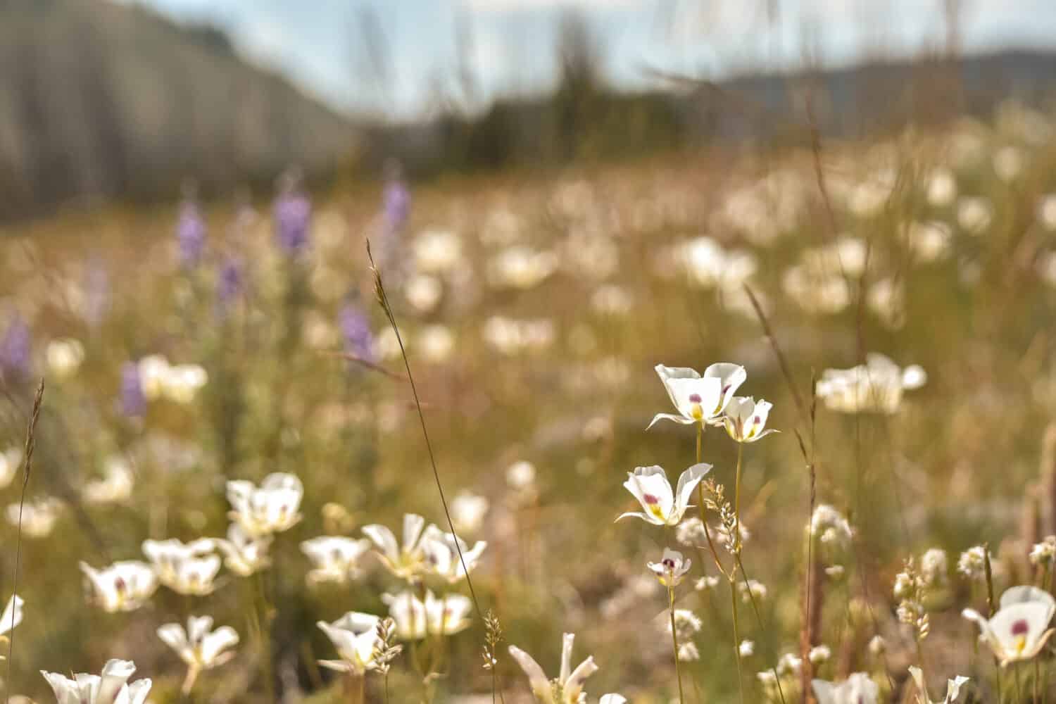il campo di fiori selvatici del giglio di Sego nell'Idaho.