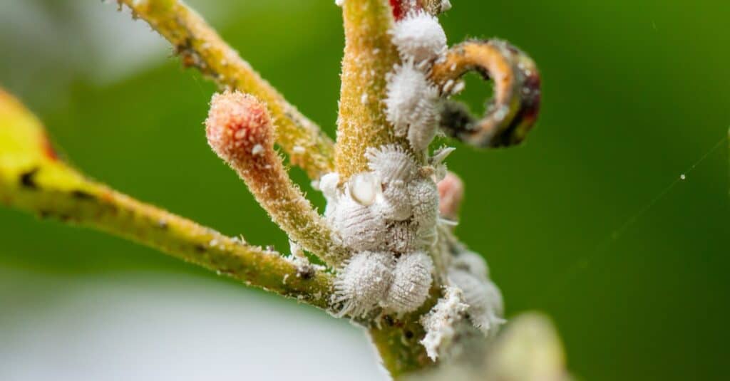 Le cocciniglie sono insetti della famiglia Pseudococcidae.