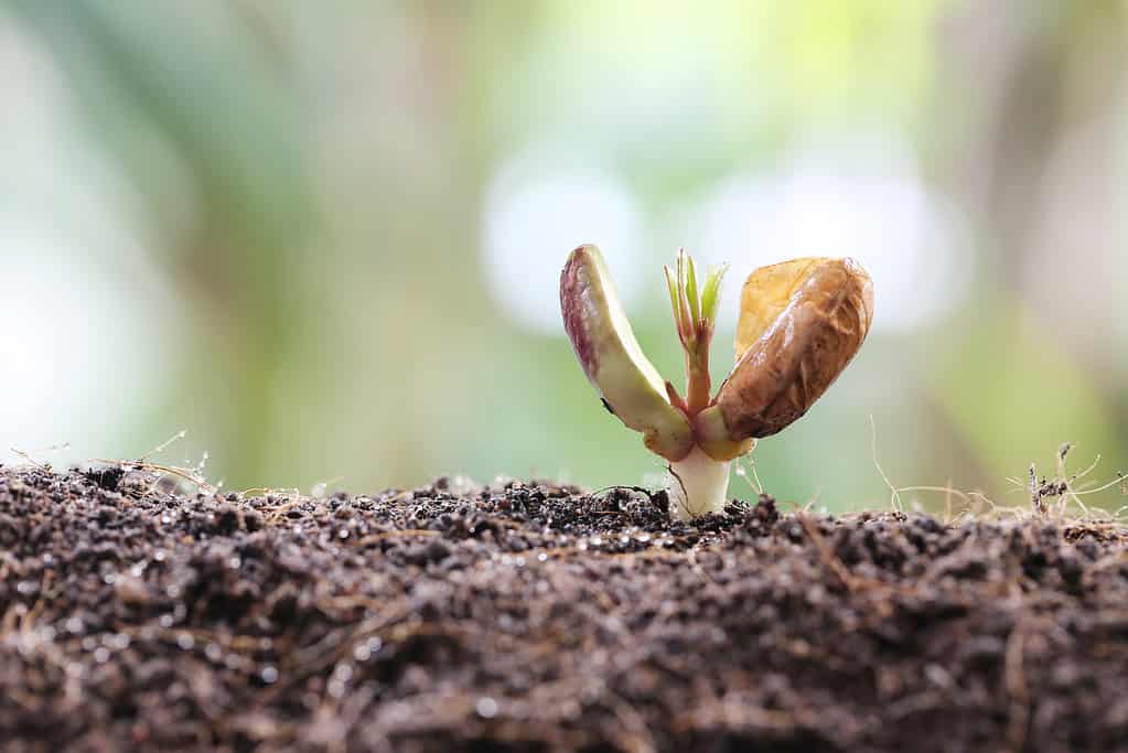 Piantine di arachidi su terreno nell'orto