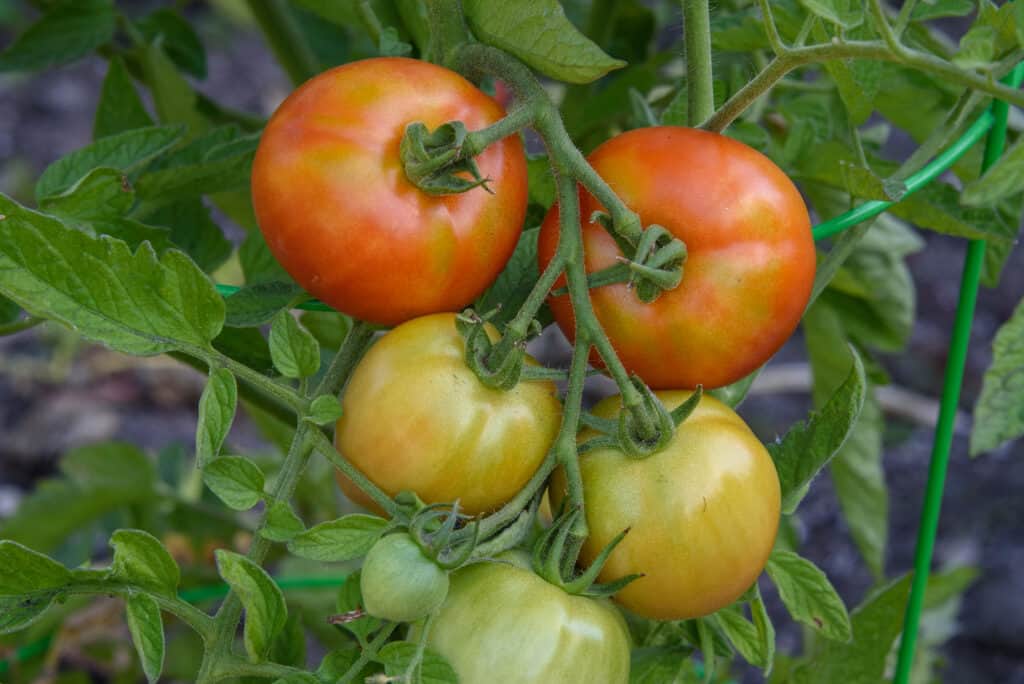 Primo piano di cinque pomodori delle prime ragazze all'arancia abbastanza matura.  a malapena arancione, e un pomodoro verde acerbo, ancora attaccato alla vite verde intenso, su uno sfondo di viti di pomodoro verdi sfocate.