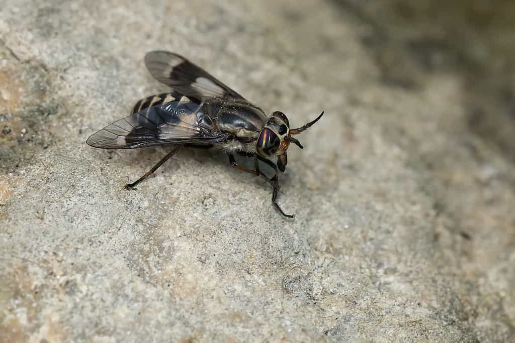 volo dei cervi