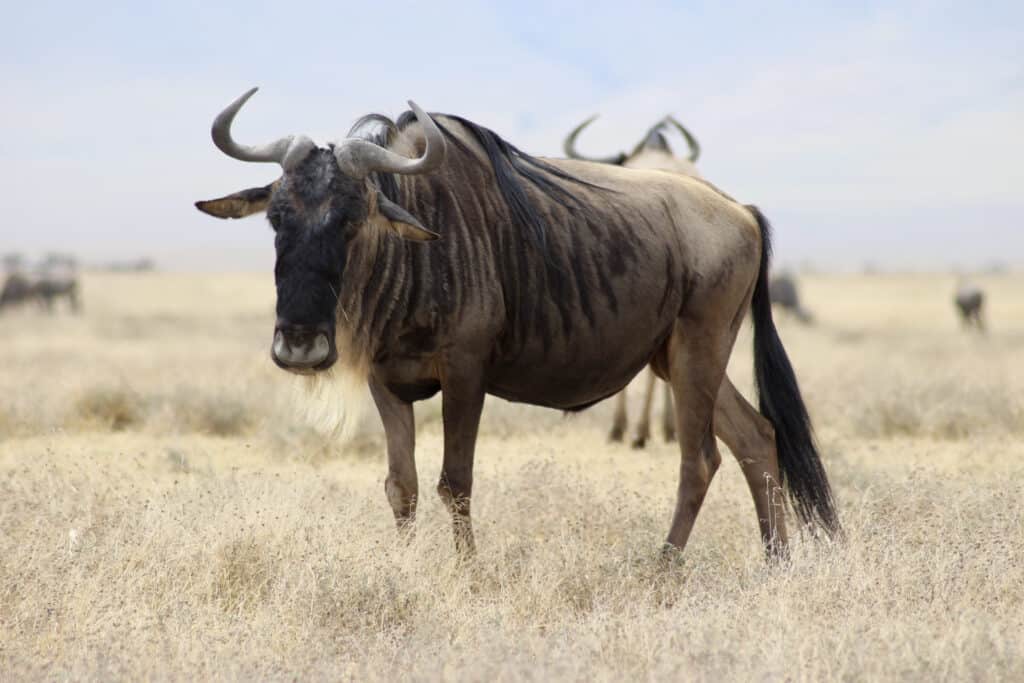 gnu