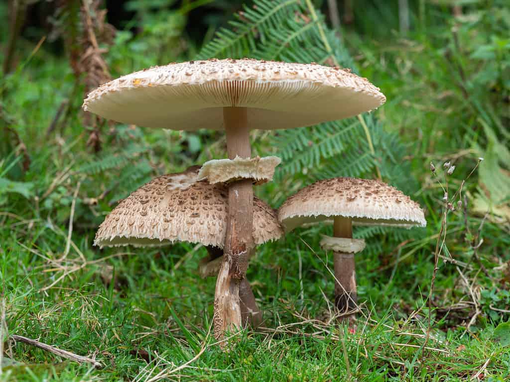 parasole ispido