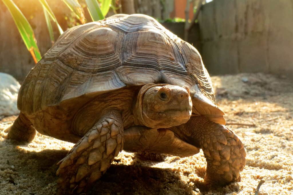 Tartaruga africana di speroni