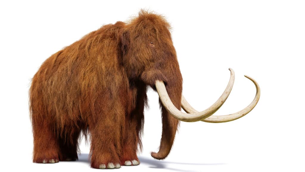 Mammut lanoso