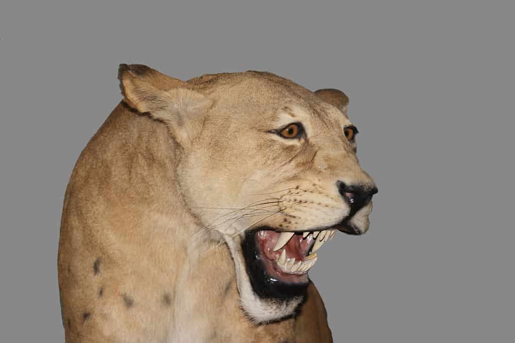 Scimitar Cat, siero di homotherium, gatto dai denti a sciabola si estinse 10 000 anni fa, mostra museale, Beringia Museum, Yukon, Canada