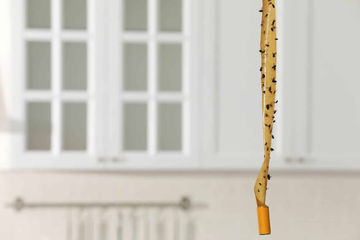 Nastro adesivo per insetti con mosche morte in cucina, spazio per il testo
