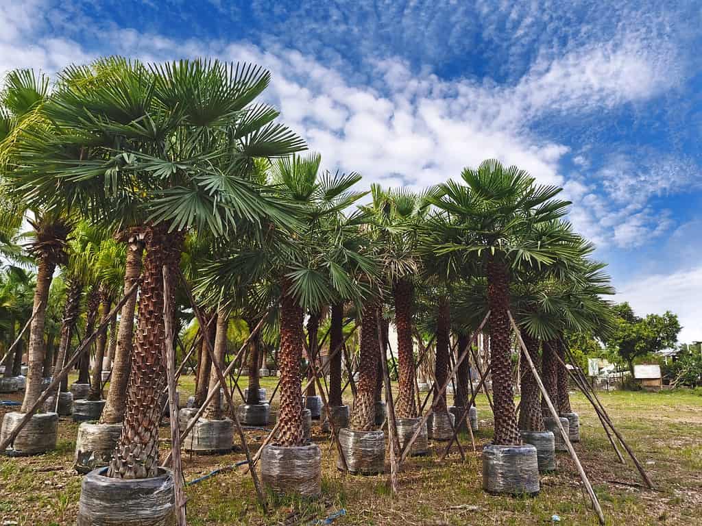 Palme pronte per il trapianto