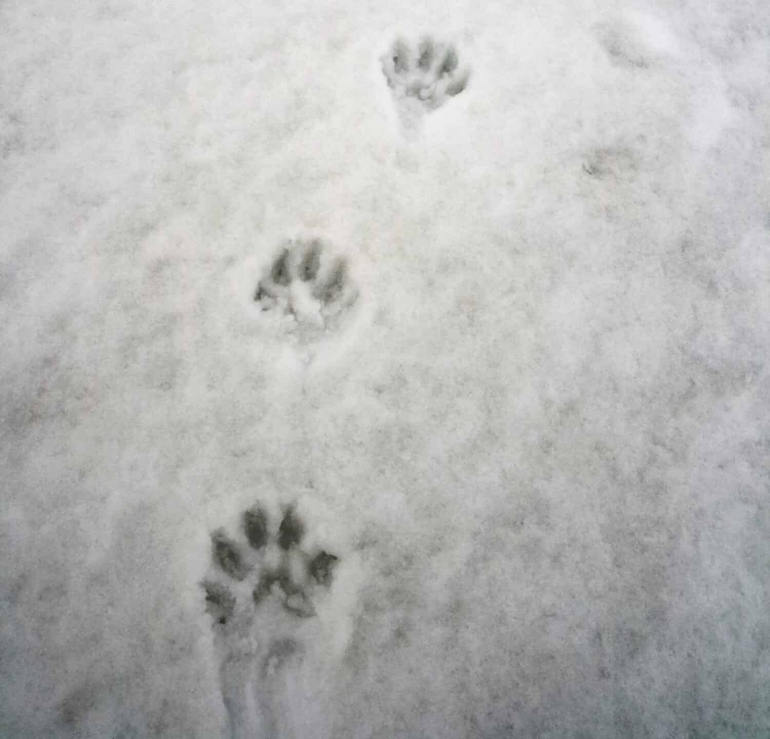 Tracce di ghiottone o Gulo gulo sulla neve che si scioglie in primavera a maggio.  Catena di impronte di zampe di ghiottone sul manto nevoso scuro e granuloso.  Mammifero predatore della famiglia delle martore. 