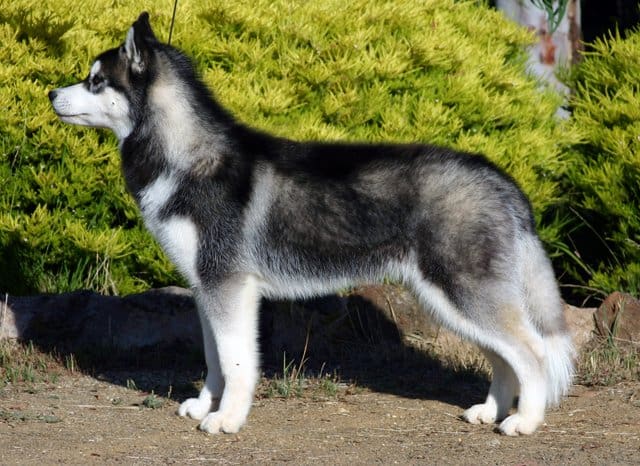 Profilo del husky siberiano