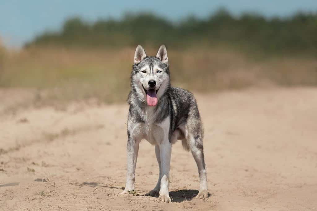 husky grigio si trova in un campo sulla sabbia