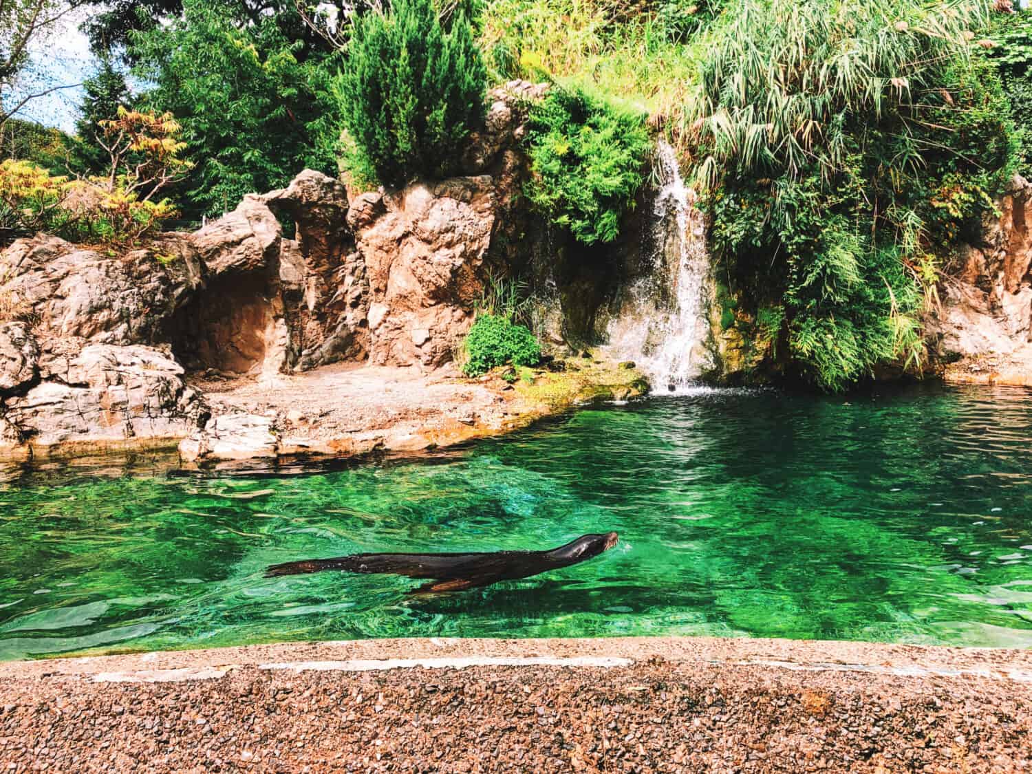 Un leone marino della California che nuota in una piscina all'interno del Queens Zoo che si trova a Flushing Meadows Corona Park a New York City. 