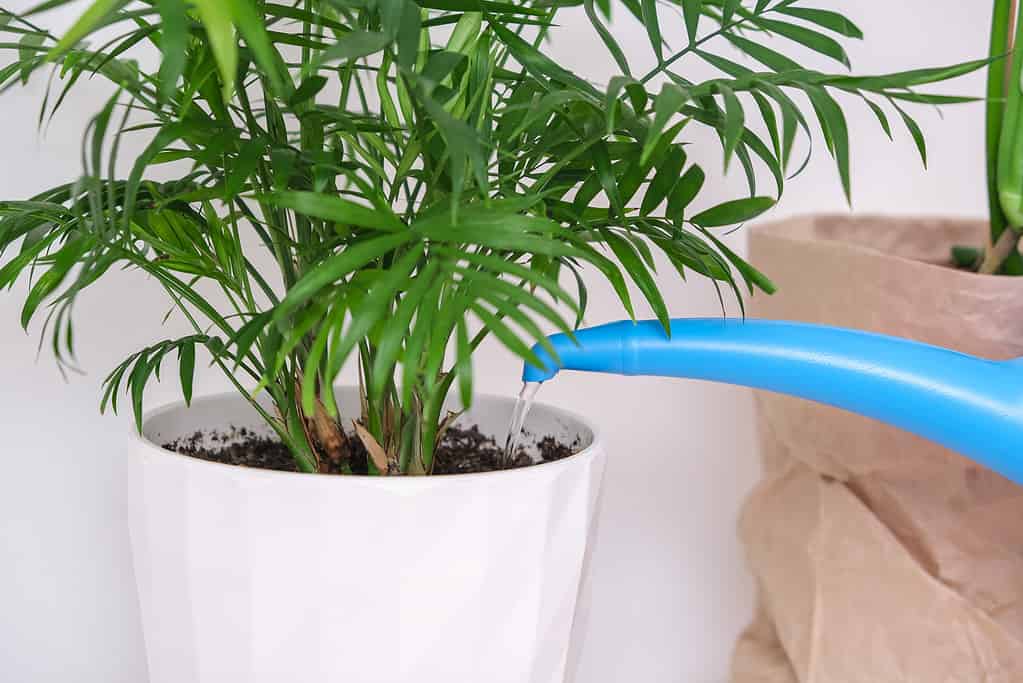 Un uomo innaffia una pianta di palma dall'annaffiatoio.  Cura delle piante domestiche.