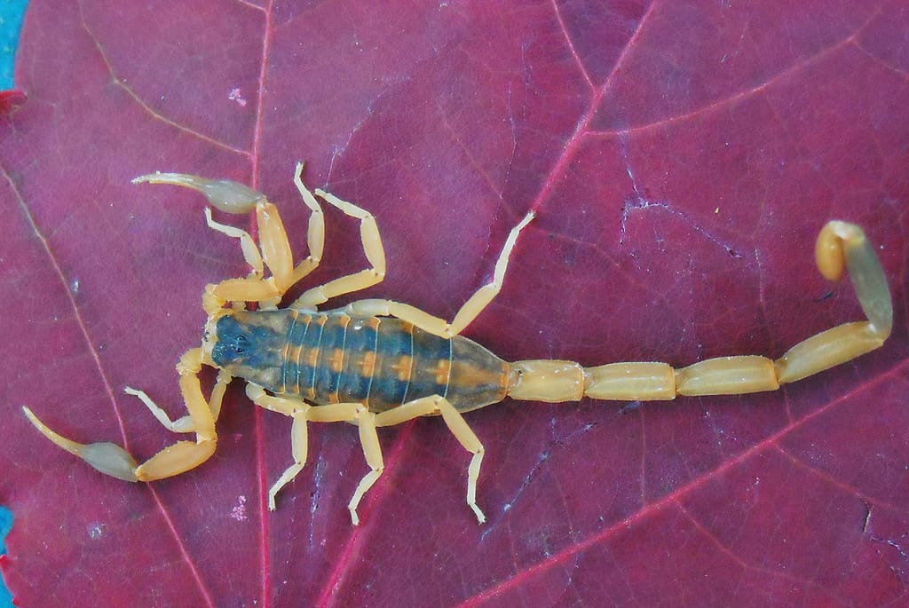 Scorpione di corteccia a strisce su una foglia viola