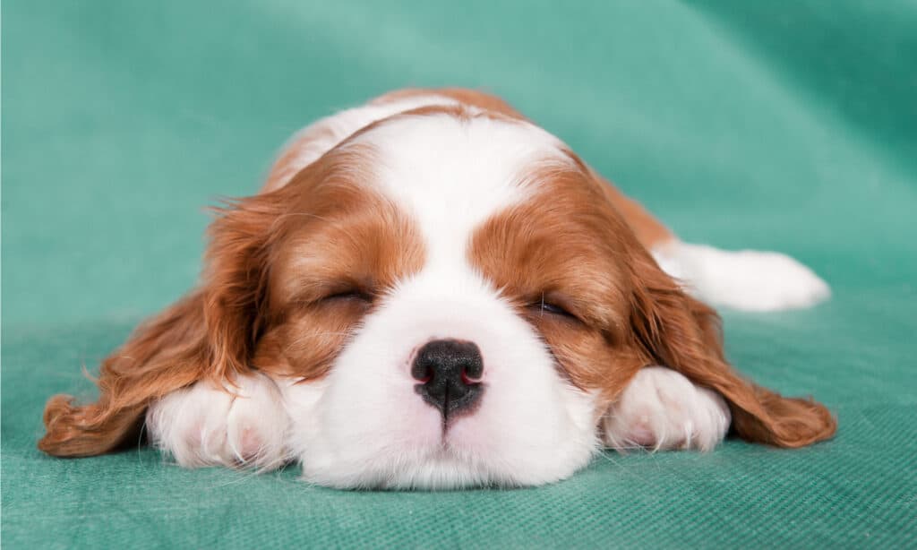 perché i cani dormono così tanto