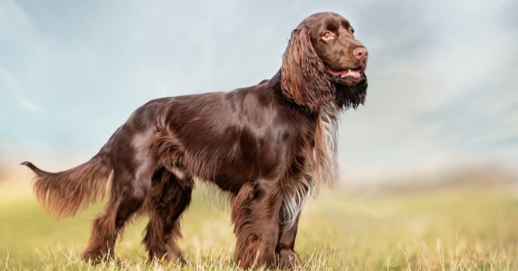Field Spaniel in piedi nell'erba
