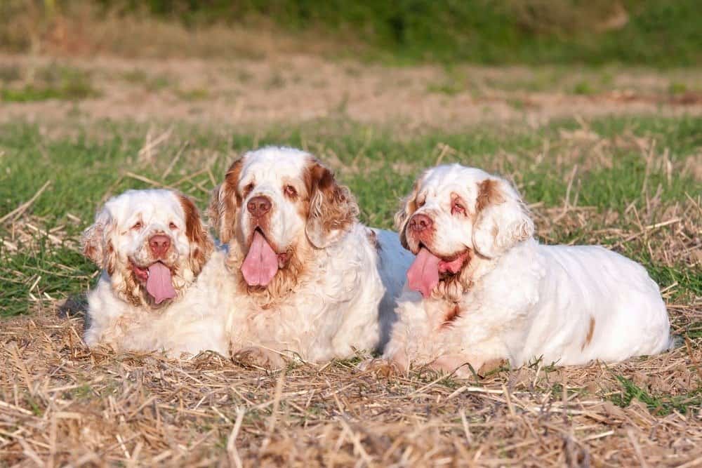 Ritratto di tre bei clumber spaniel