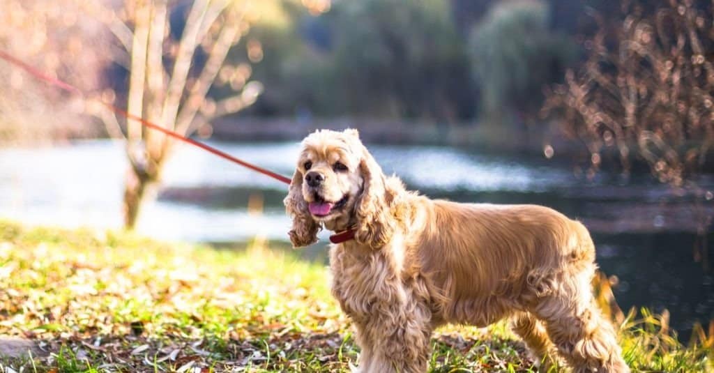 American Cocker Spaniel in piedi vicino al lago