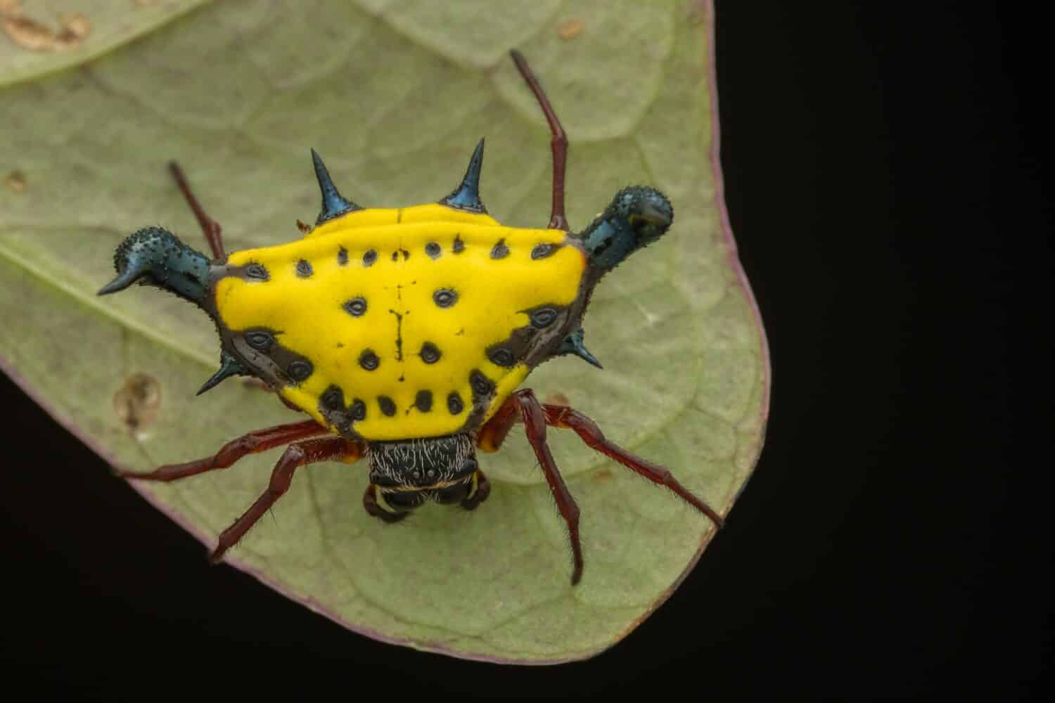 Primo piano del bellissimo ragno tessitore spinoso sulle foglie verdi