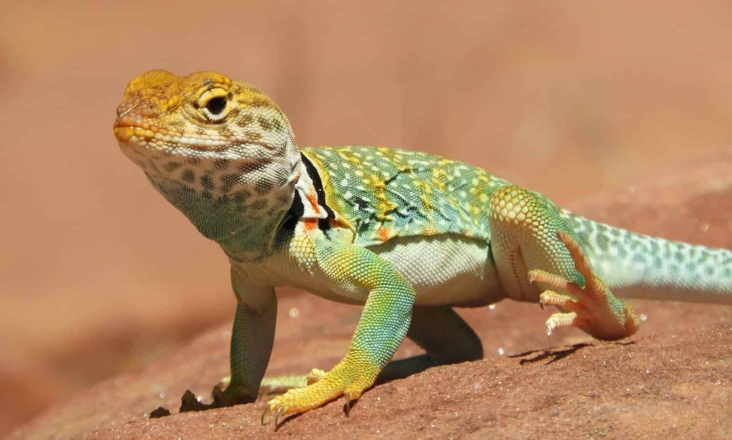 Un comune lucertola dal collare a prendere il sole vicino a Moab, Utah